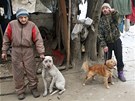 Bezdomovci nechtjí do azylového domu i kvli svým psm, neml by se kdo o n