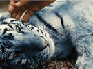 Z filmu Modrý tygr
