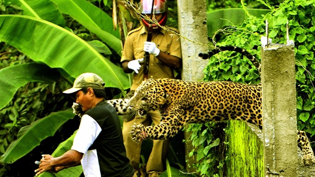 Útok leoparda (1. cena Bleskové zprávy - mimoádná pocta)