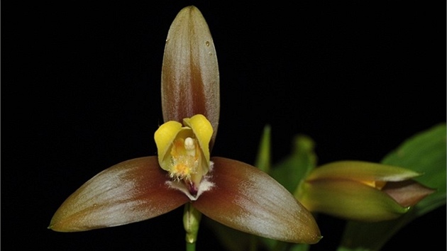 Vzácná horská orchidej, která má a 14 cm iroké kvty, by mla v prbhu