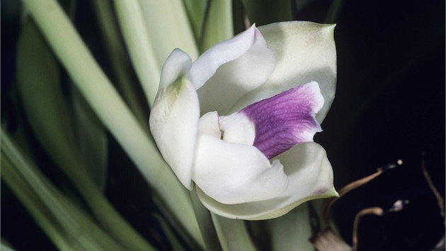 Kvt orchideje (Pescatoria wallisii) z tropického detného pralesa v západním