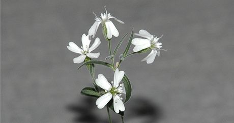 Rostlina Silene stenophylla, kterou rutí vdci vypstovali ze semen nalezených