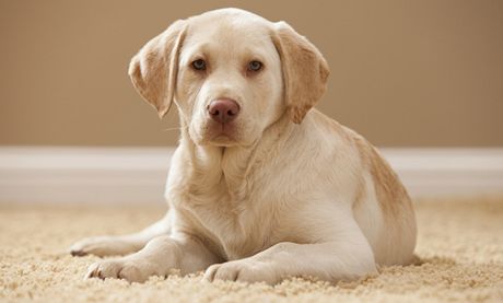 Labradorský retrívr se stal za rok 2011 nejoblíbenjím psem USA.