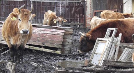 Farmá ze Stakova na Domalicku chová krávy v alostných podmínkách. Policie