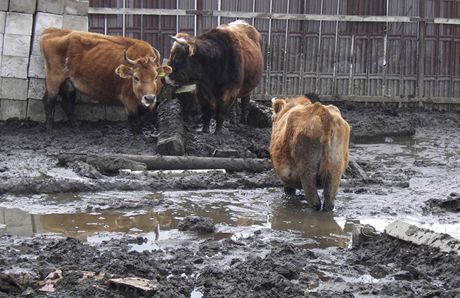 Farmá ve Stakov choval krávy v alostných podmínkách.