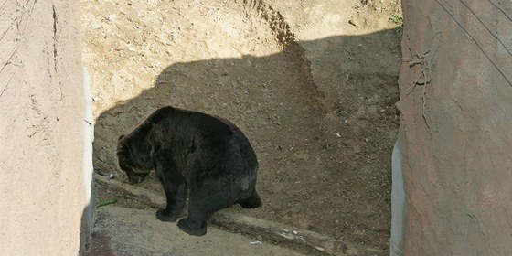 Párek medvd kamatských získal v brnnské zoo nový výbh. Ilustraní snímek