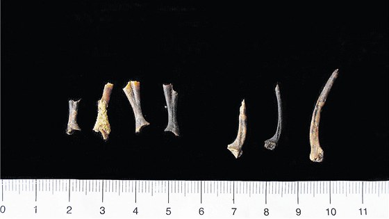 Naleziště v Konejlově jeskyni u Turnova ukrývalo kosti žab, ale i dalších