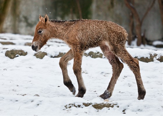 211. híb narozené v Zoo Praha 13. února 2012 krátce po porodu. Jet není