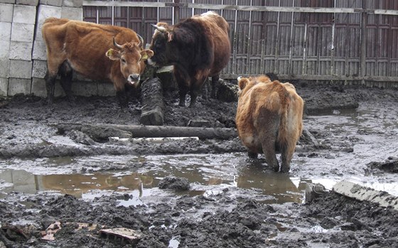 Farmá ve Stakov choval krávy v alostných podmínkách.