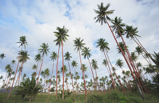 Na vysoké palmy se Indm pro kokosy u moc lézt nechce.