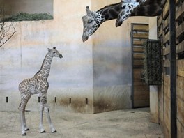 Prvn prochzka irafch miminek v prask zoo