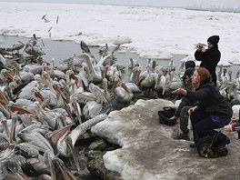 Dalmattí pelikáni s charakteristickým peím na zátylku bojují o kadý kousek...