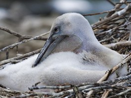 Dalmattí pelikáni tradin hnízdí v delt Volhy a Treku na severním behu...