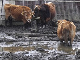 Farm ze Stakova na Domalicku chov krvy v alostnch podmnkch. Policie