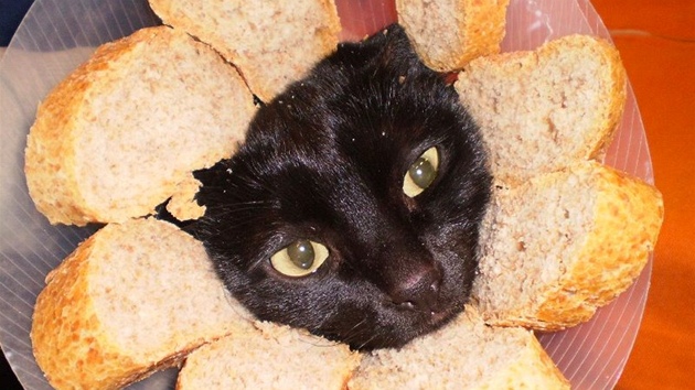 Obkládání kočky chlebem inovativně