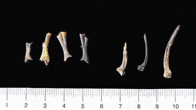 Nalezi�t� v Konejlov� jeskyni u Turnova ukrývalo kosti �ab, ale i dal�ích