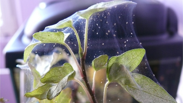 Bean (Hedera) napadený svilukou: na jemné pavuince jsou zejmí drobní,...