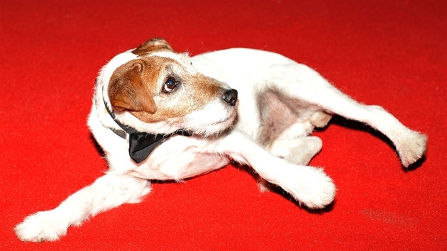 Uggie pózuje na erveném koberci pi britské premiée filmu Umlec ve Vue