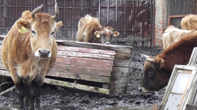 Farmá ze Stakova na Domalicku chová krávy v alostných podmínkách. Policie