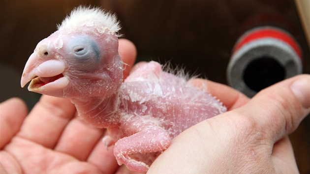 Oetovatelé ve zlínské zoo peují o mlád papouka edohlavého západního.