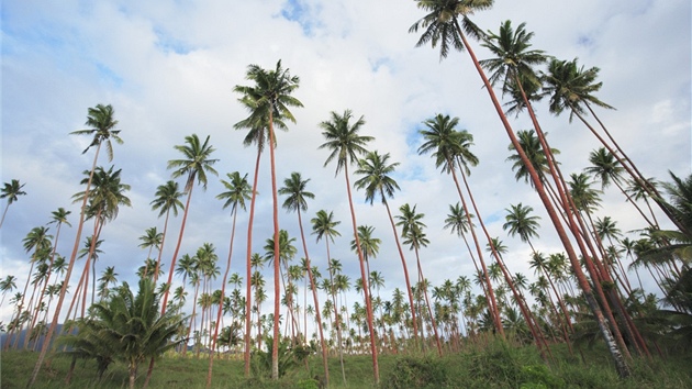 Na vysoké palmy se Indm pro kokosy u moc lézt nechce.