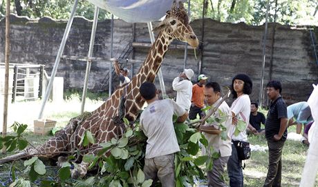 irafa v indonéské zoo pi oetování. Po její smrti nali v jejím bie obaly