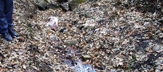 ena nala v korytu potoka poblí Zastávky u Brna zkrvavené tlo psa bojového plemene.