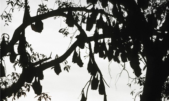 Kaloové na strom. Ilustraní snímek