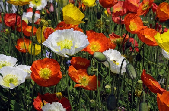 Napíklad semena islandského máku (Papaver nudicaule) mají reálnou anci se na