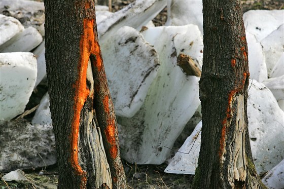 Plovoucí ledové kry poničily stovky stromů podél řeky Teplá, náprava přijde na