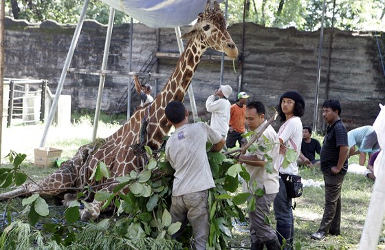 irafa v indonéské zoo pi oetování. Po její smrti nali v jejím bie obaly