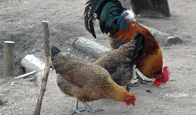 Slepice do každé rodiny. Jak je chovat krok za krokem - iDNES.cz