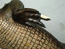 Oprava drápu brnnského krokodýla