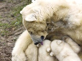 Lední medvdice Huggie kojí svá dv mláata v zoologické zahrad v nizozemském