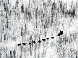 Dv psí speení projídjí po trase známého musherského závodu Iditarod na...