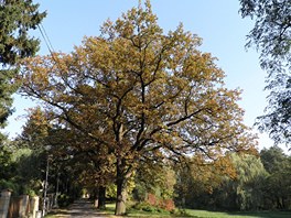 Malebné údolí v Hodkovičkách doplňuje stromořadí dvanácti památných dubů, místo
