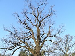 Strom hrdina  tak by mohl být nazván hraniní dub na okraji Kunratického lesa.