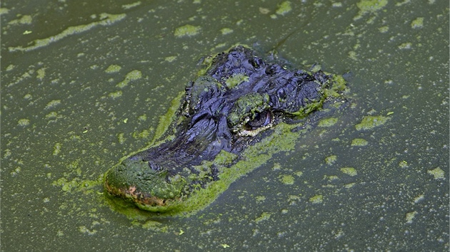 Aligtor nsk (Alligator sinensis). Ilustran foto 