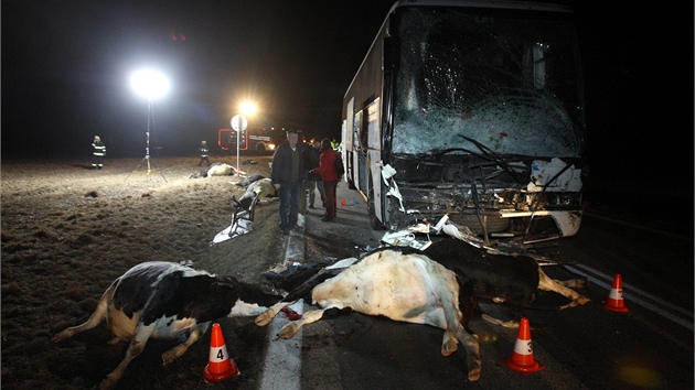 Sráku autobusu se stádem nepeilo osm krav, idi byl tce zranný.
