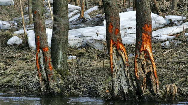 Ledové kry pokodily stovky strom podél eky Teplá. Sanaci komplikuje houba,