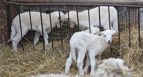 V jihlavské zoologické zahrad se s blíícím se jarem zaínají rodit mláata.