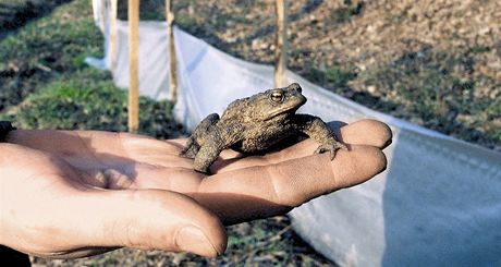 A dosud áci koly stavli kolem silnice provizorní bariéry a obojivelníky i dvakrát za den penáeli run. Nové pevné bariéry by mly áby nasmrovat do upravených podchod. Ilustraní snímek