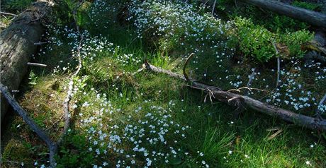 Bíle kvetoucí roec kuikolistý roste jen ve Slavkovském lese.