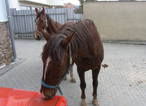 Oba kon si odvedl jejich majitel.
