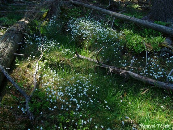 Bíle kvetoucí rožec kuřičkolistý roste jen ve Slavkovském lese.