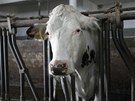 Rodinná farma v Netín uvedla do provozu novou mlékárnu na Vysoin.