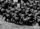 Stohlavá stáda slonů v Lorianských močálech patří již minulosti.