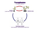 Životní cyklus toxoplazmózy