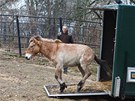 K ostrait vychází z pívsu do výbhu v Zoo Praha pod dohledem maarského