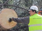 Pokácené stromy nahradí 337 nových, plochu pes 700 metr tvereních budou...